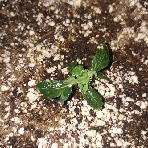 P3 growlog timeline photo