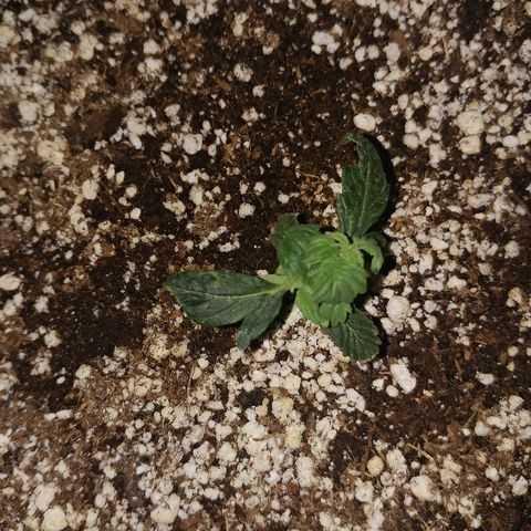P3 growlog timeline photo