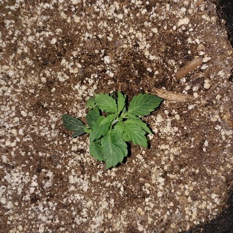 P3 growlog timeline photo