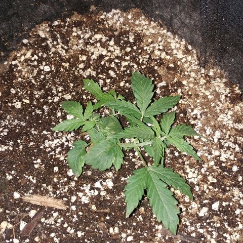 P3 growlog timeline photo