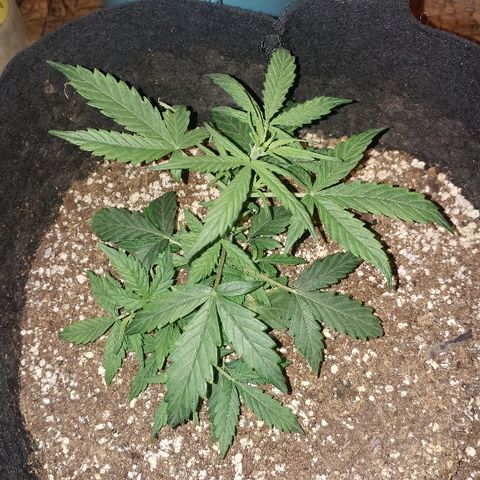 P3 growlog timeline photo