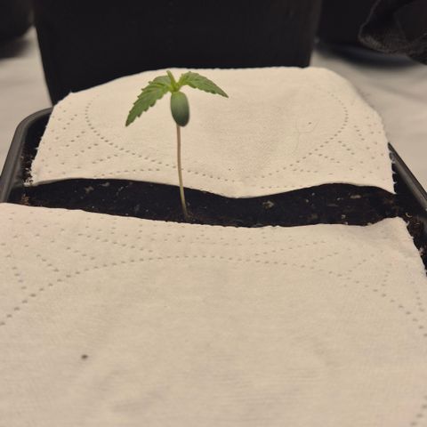 Chocolope growlog timeline photo