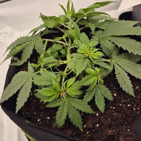 Dos Si Dos 33 growlog timeline photo