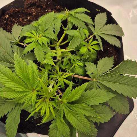 Dos Si Dos 33 growlog timeline photo