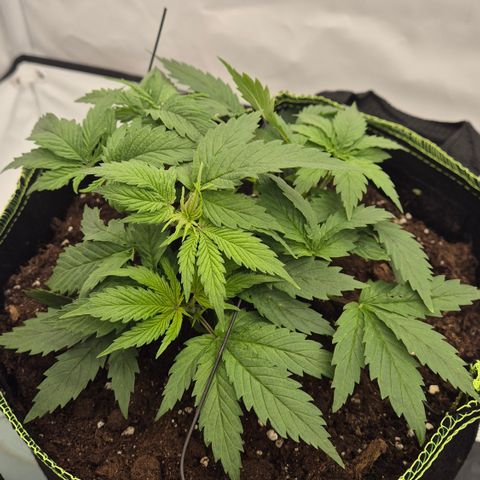 Super Lemon Haze growlog timeline photo