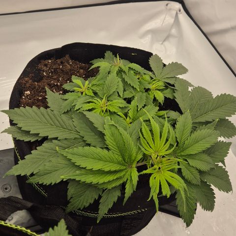 Dos Si Dos 33 growlog timeline photo