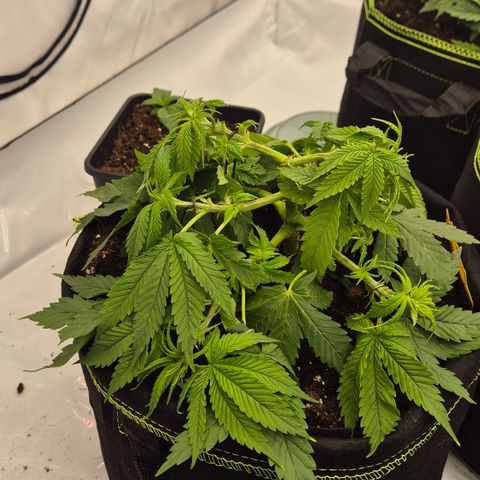 Ayuhuasca purple growlog timeline photo