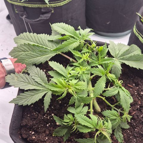 Dos Si Dos 33 growlog timeline photo