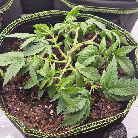 Super Lemon Haze growlog timeline photo