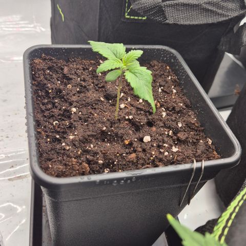Chocolope growlog timeline photo
