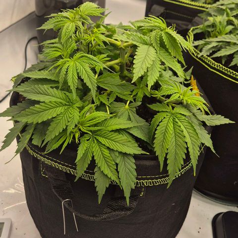 Ayuhuasca purple growlog timeline photo