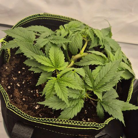 Super Lemon Haze growlog timeline photo