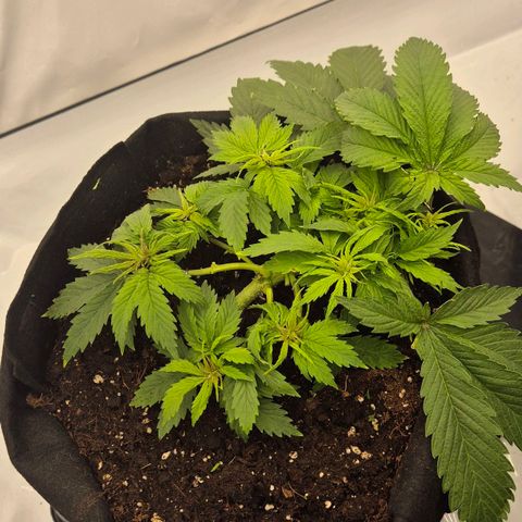 Dos Si Dos 33 growlog timeline photo