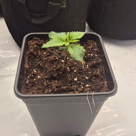 Chocolope growlog photo: Käuft allea gut soweit. Kein gießen bis jetzt erforderlich. Denke frühestens heut abend oder morgen