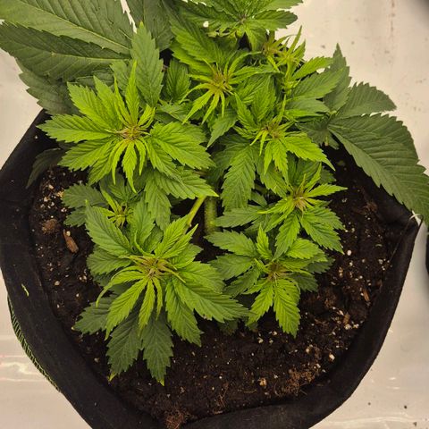 Dos Si Dos 33 growlog photo: War am Anfang am schwächeln. Nach lst und topping guten Schub bekommen und aufgeholt.