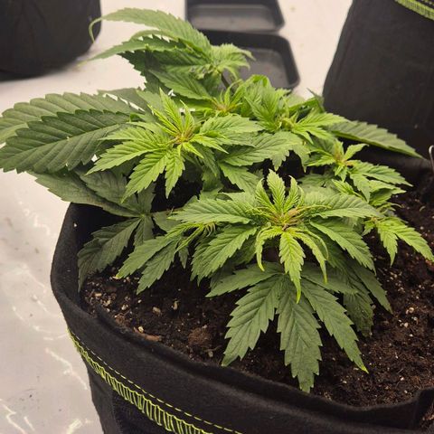 Dos Si Dos 33 growlog photo: War am Anfang am schwächeln. Nach lst und topping guten Schub bekommen und aufgeholt.