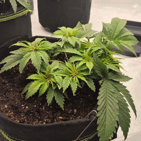 Dos Si Dos 33 growlog photo: War am Anfang am schwächeln. Nach lst und topping guten Schub bekommen und aufgeholt.