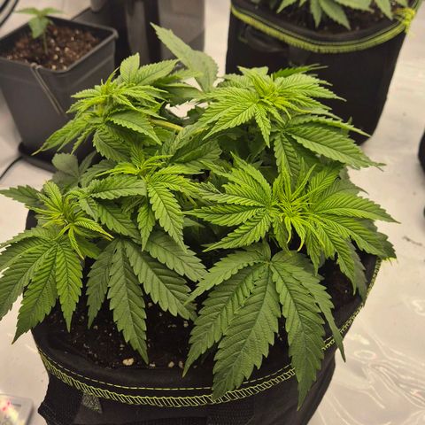 Ayuhuasca purple growlog photo: Super gewachsen. Für die Zeit bis jetzt sehr zufrieden. Schönes gleichmäßiges wachstum  nach Spülung steht sie noch besser dar. Nur LST an den seitenarmen und topping
