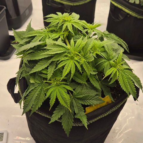 Ayuhuasca purple growlog photo: Super gewachsen. Für die Zeit bis jetzt sehr zufrieden. Schönes gleichmäßiges wachstum  nach Spülung steht sie noch besser dar. Nur LST an den seitenarmen und topping