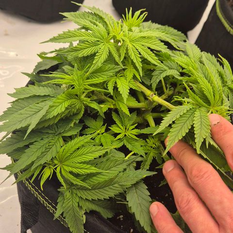 Ayuhuasca purple growlog timeline photo