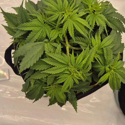 Ayuhuasca purple growlog photo: Super gewachsen. Für die Zeit bis jetzt sehr zufrieden. Schönes gleichmäßiges wachstum  nach Spülung steht sie noch besser dar. Nur LST an den seitenarmen und topping