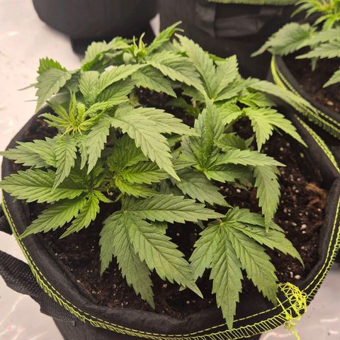 Super Lemon Haze growlog photo: Sehr robuste pflanze. Ausversehen ein paar Äste abgeknickt und hier und da ein Fehler gemacht. Sehr vital. Nach Spülung noch besser.
