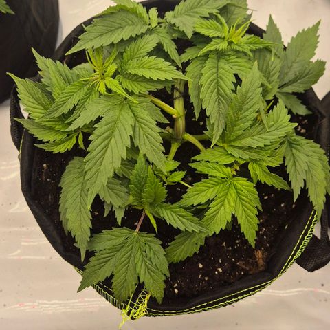 Super Lemon Haze growlog photo: Sehr robuste pflanze. Ausversehen ein paar Äste abgeknickt und hier und da ein Fehler gemacht. Sehr vital. Nach Spülung noch besser.