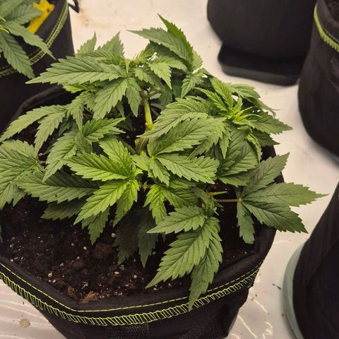 Super Lemon Haze growlog photo: Sehr robuste pflanze. Ausversehen ein paar Äste abgeknickt und hier und da ein Fehler gemacht. Sehr vital. Nach Spülung noch besser.