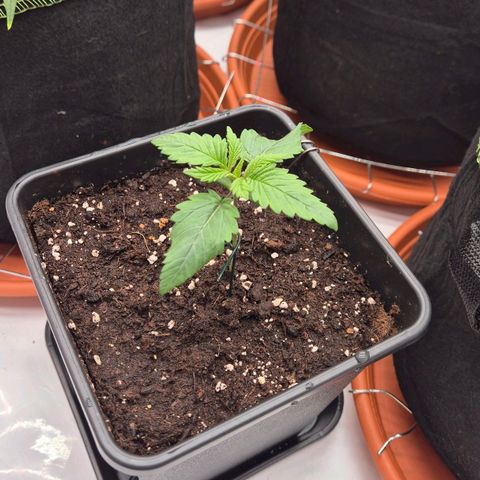 Chocolope growlog timeline photo