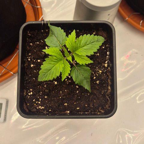 Chocolope growlog photo: Heute die erste wurzel unten