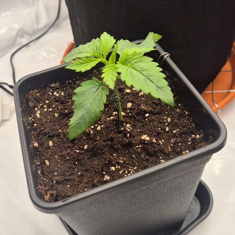 Chocolope growlog photo: Heute die erste wurzel unten