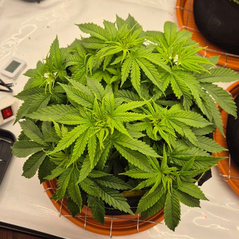 Ayuhuasca purple growlog photo: Denke wird heute bisschen entlauvt