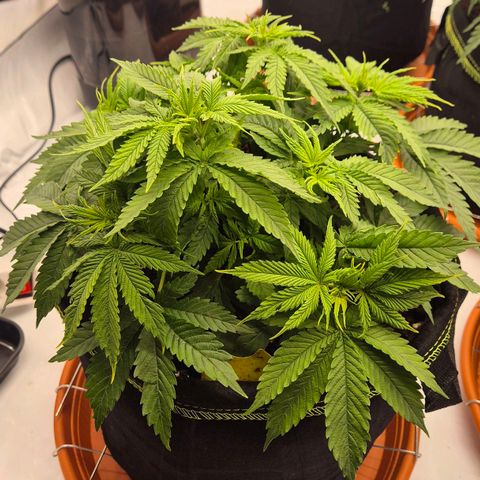 Ayuhuasca purple growlog photo: Denke wird heute bisschen entlauvt