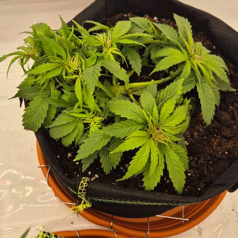Ayuhuasca purple growlog timeline photo