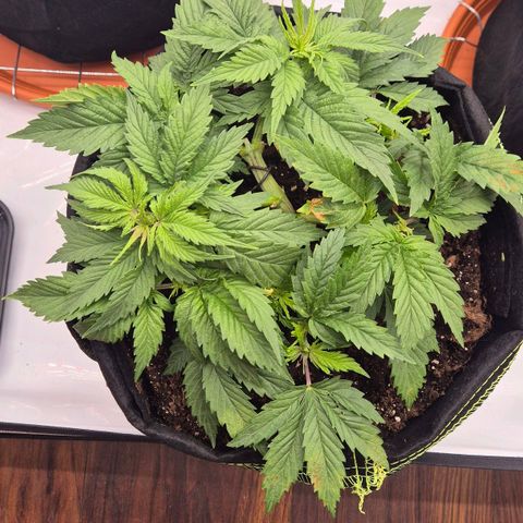 Super Lemon Haze growlog photo: Slh hat über Nacht braune Flecken gebildet. Anfrage an support ist raus