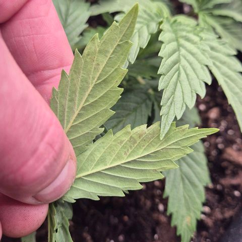 Super Lemon Haze growlog photo: Slh hat über Nacht braune Flecken gebildet. Anfrage an support ist raus