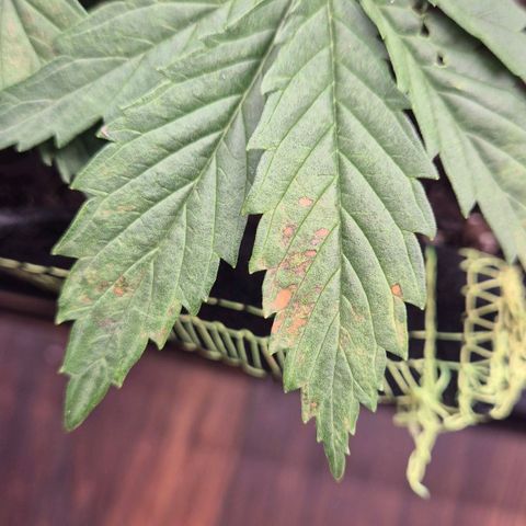 Super Lemon Haze growlog photo: Slh hat über Nacht braune Flecken gebildet. Anfrage an support ist raus
