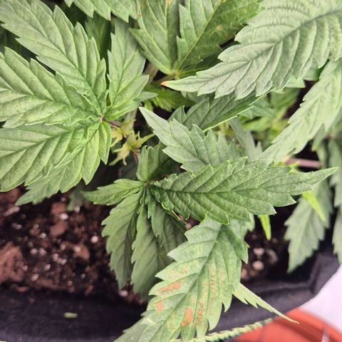 Super Lemon Haze growlog photo: Slh hat über Nacht braune Flecken gebildet. Anfrage an support ist raus