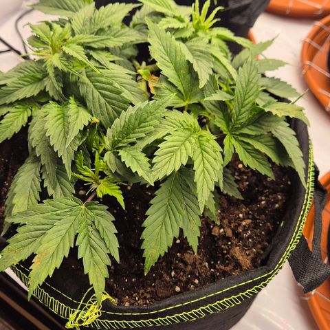 Super Lemon Haze growlog photo: Slh hat über Nacht braune Flecken gebildet. Anfrage an support ist raus
