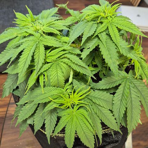 Ayuhuasca purple growlog photo: Parasiten?