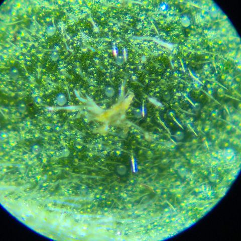 Ayuhuasca purple growlog photo: Parasiten?