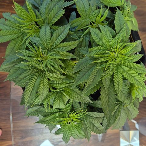 Ayuhuasca purple growlog photo: Parasiten?