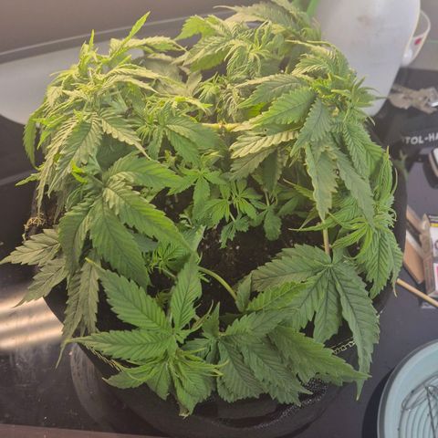 Ayuhuasca purple growlog timeline photo