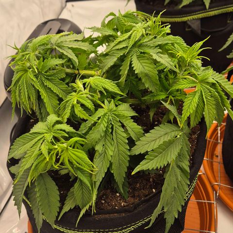 Super Lemon Haze growlog timeline photo