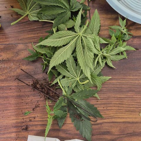 Super Lemon Haze growlog timeline photo