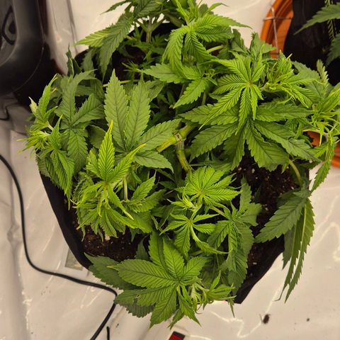 Super Lemon Haze growlog timeline photo