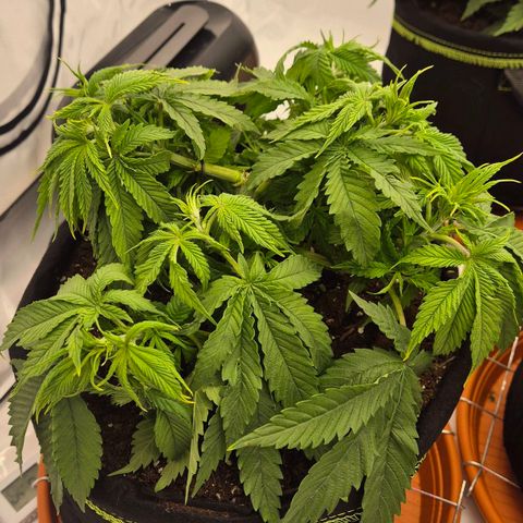 Ayuhuasca purple growlog timeline photo