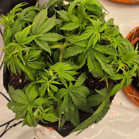 Ayuhuasca purple growlog timeline photo