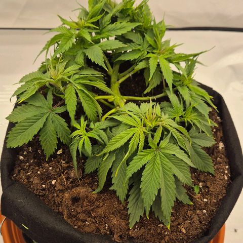Dos Si Dos 33 growlog timeline photo