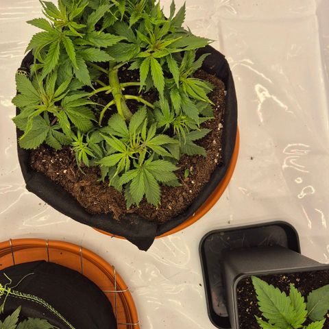 Dos Si Dos 33 growlog timeline photo